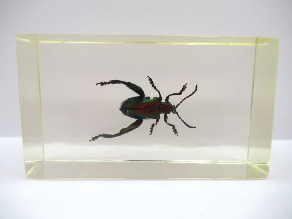 Genuine Modern Insect in Resin Block for Sale #71