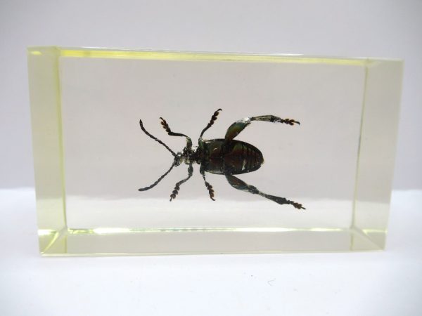 Genuine Modern Insect in Resin Block for Sale #71a