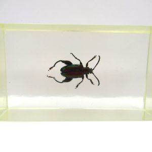 Genuine Modern Insect in Resin Block for Sale #72