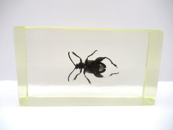 Genuine Modern Insect in Resin Block for Sale #72a