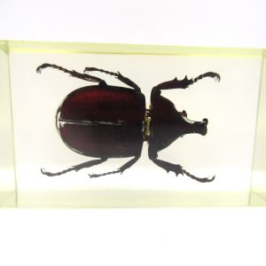 Genuine Modern Insect in Resin Block for Sale #73