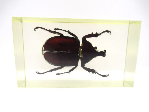 Genuine Modern Insect in Resin Block for Sale #73