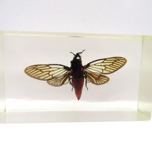 Genuine Modern Insect in Resin Block for Sale #74