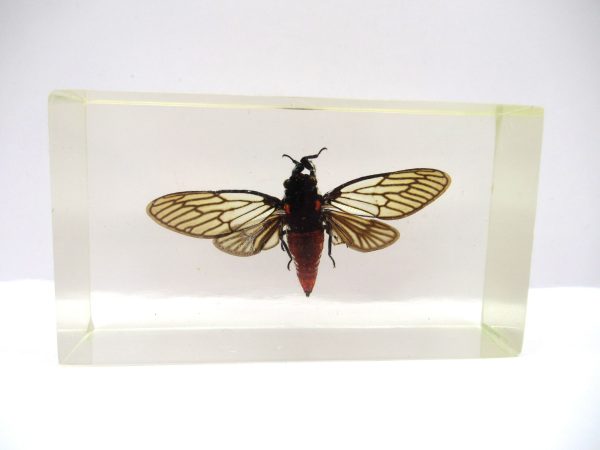 Genuine Modern Insect in Resin Block for Sale #74