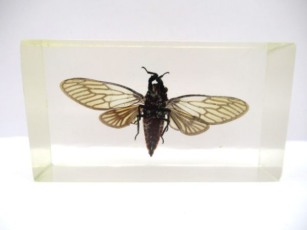 Genuine Modern Insect in Resin Block for Sale #74a