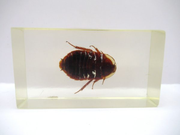 Genuine Modern Insect in Resin Block for Sale #75