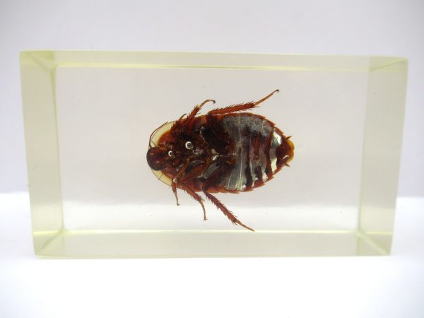 Genuine Modern Insect in Resin Block for Sale #75a