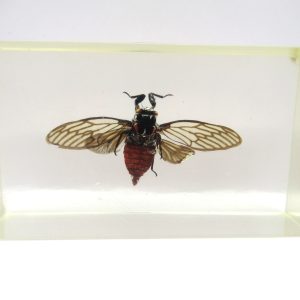 Genuine Modern Insect in Resin Block for Sale #76