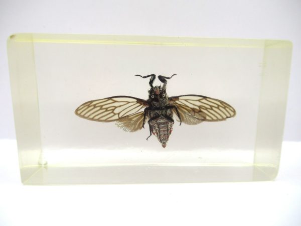 Genuine Modern Insect in Resin Block for Sale #76a