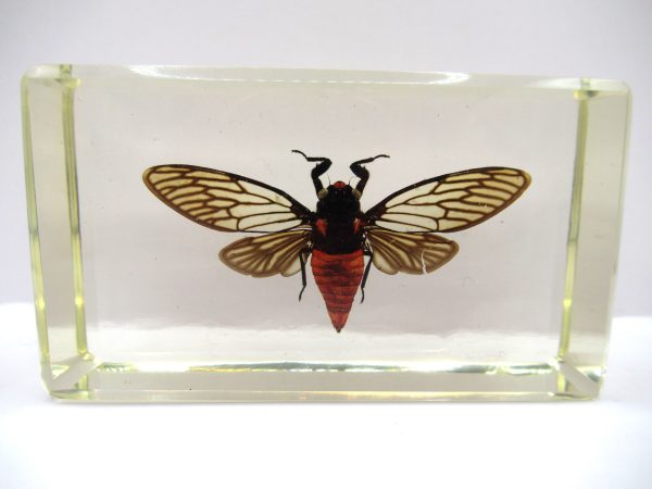 Genuine Modern Insect in Resin Block for Sale #78