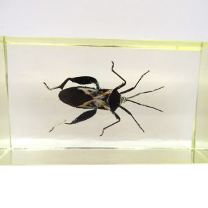 Genuine Modern Insect in Resin Block for Sale #79