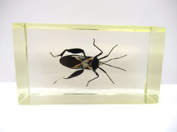 Genuine Modern Insect in Resin Block for Sale #79