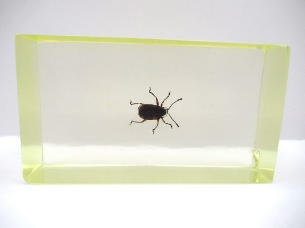 Genuine Modern Insect in Resin Block for Sale #80