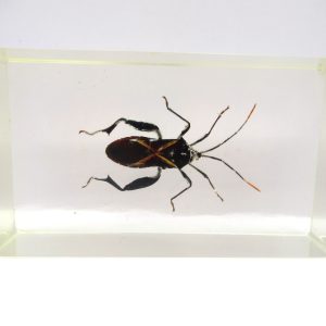 Genuine Modern Insect in Resin Block for Sale #81