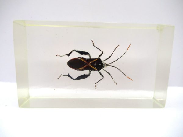 Genuine Modern Insect in Resin Block for Sale #81