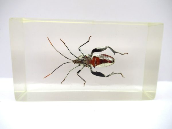 Genuine Modern Insect in Resin Block for Sale #81a