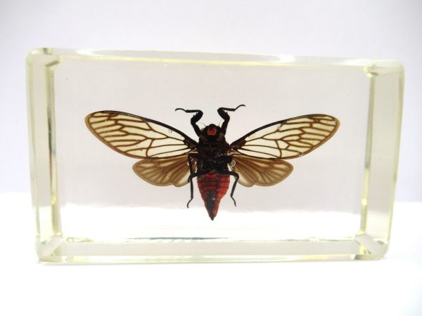 Genuine Modern Insect in Resin Block for Sale #82a