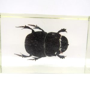 Genuine Modern Insect in Resin Block for Sale #84