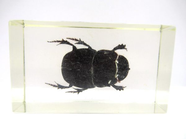 Genuine Modern Insect in Resin Block for Sale #84