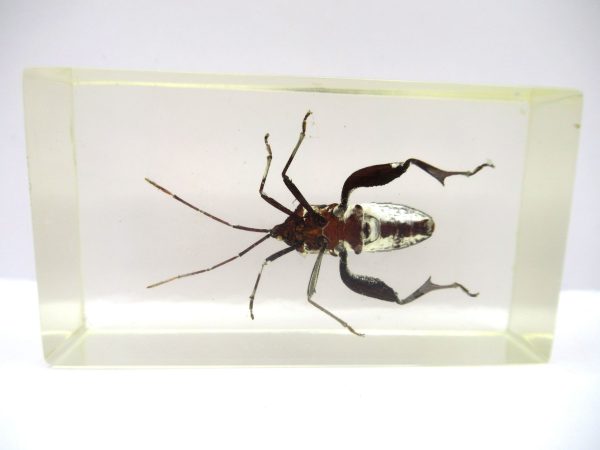 Genuine Modern Insect in Resin Block for Sale #85a