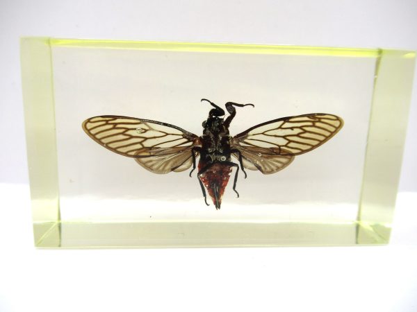 Genuine Modern Insect in Resin Block for Sale #86a