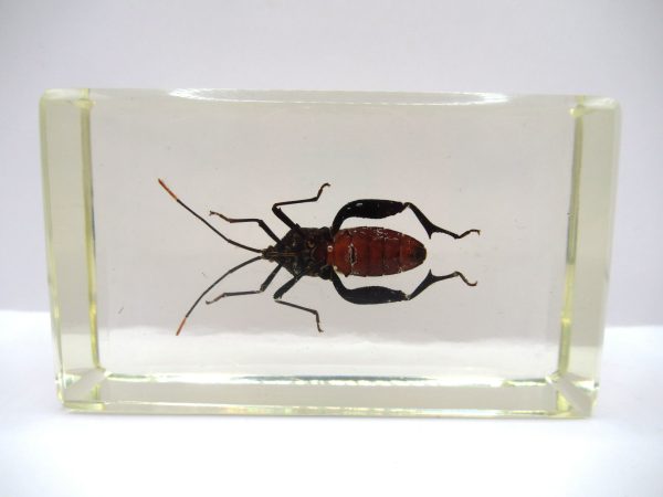 Genuine Modern Insect in Resin Block for Sale #87a