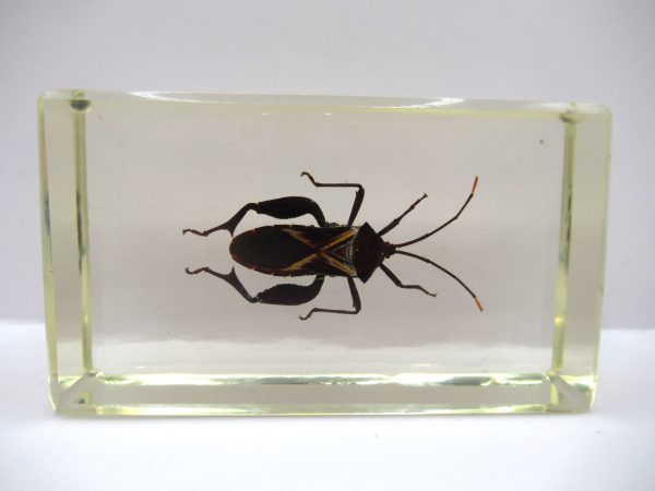 Genuine Modern Insect in Resin Block for Sale #88