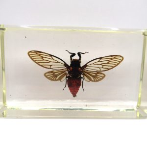 Genuine Modern Insect in Resin Block for Sale #89