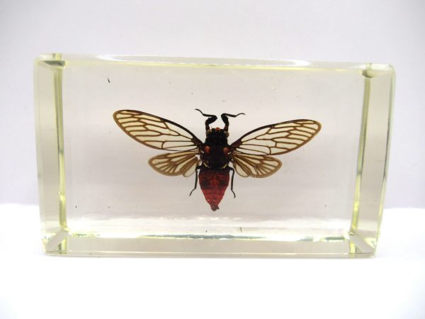 Genuine Modern Insect in Resin Block for Sale #89