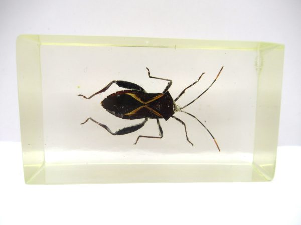 Genuine Modern Insect in Resin Block for Sale #90