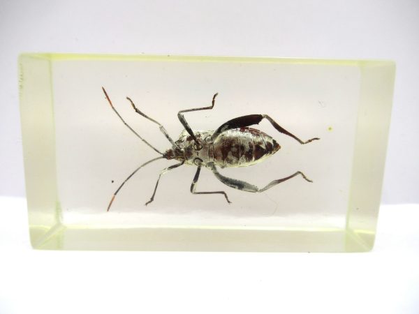 Genuine Modern Insect in Resin Block for Sale #90a