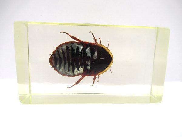 Genuine Modern Insect in Resin Block for Sale #91