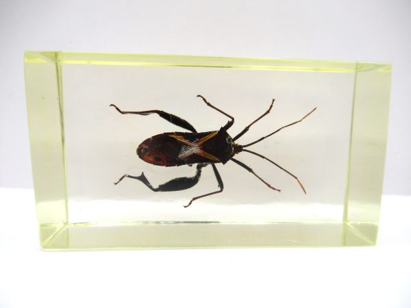 Genuine Modern Insect in Resin Block for Sale #92