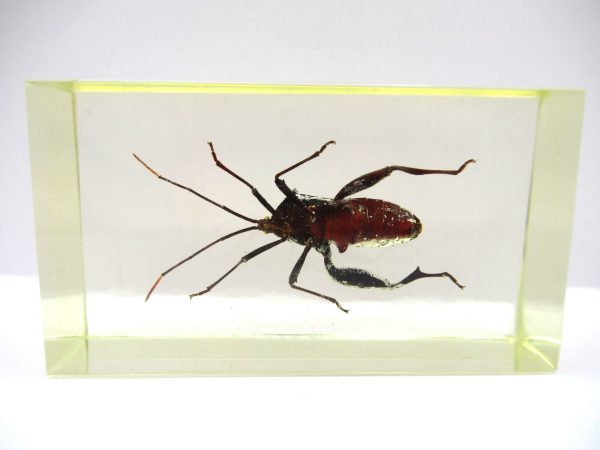 Genuine Modern Insect in Resin Block for Sale #92a