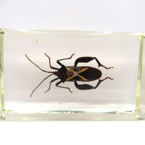 Genuine Modern Insect in Resin Block for Sale #93