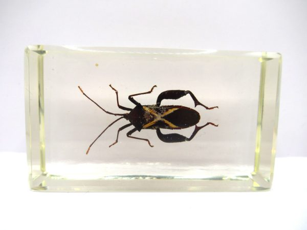 Genuine Modern Insect in Resin Block for Sale #93