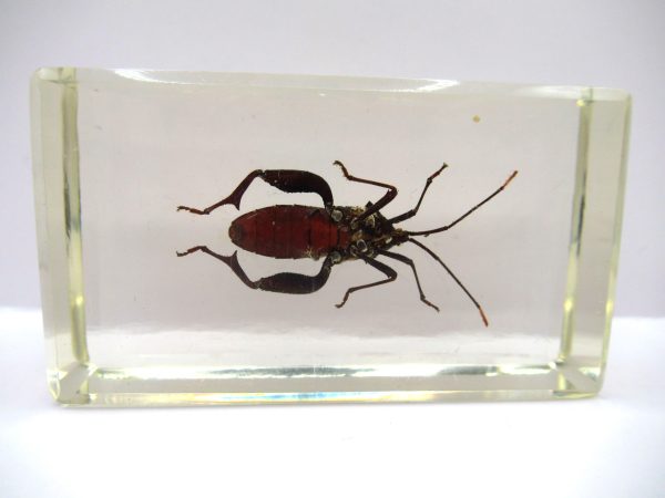 Genuine Modern Insect in Resin Block for Sale #93a