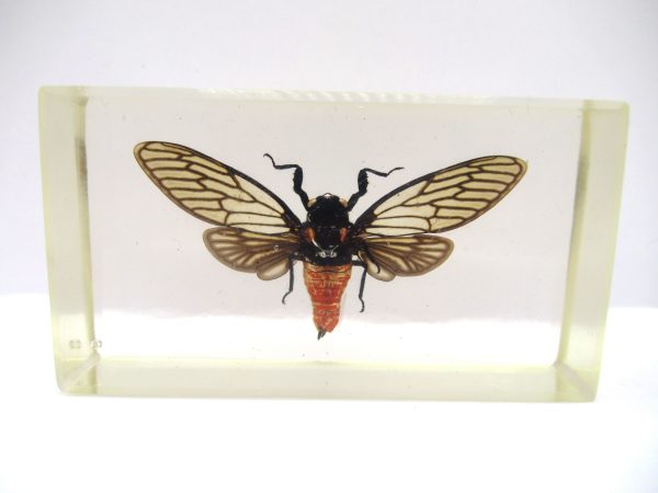 Genuine Modern Insect in Resin Block for Sale #94