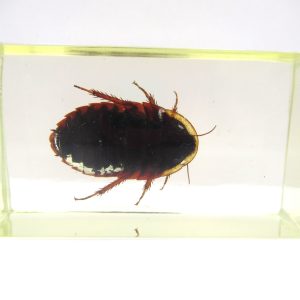 Genuine Modern Insect in Resin Block for Sale #95