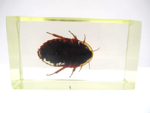 Genuine Modern Insect in Resin Block for Sale #95