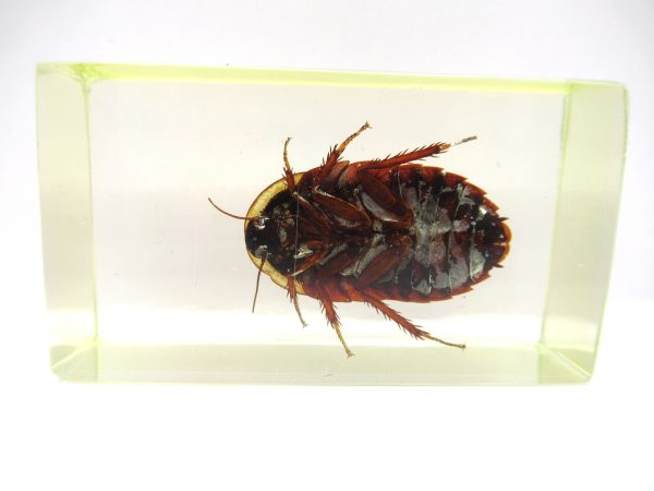 Genuine Modern Insect in Resin Block for Sale #95a