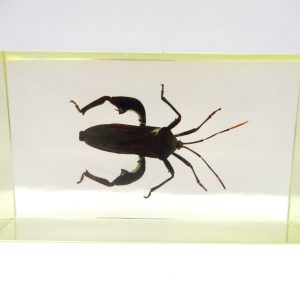 Genuine Modern Insect in Resin Block for Sale #96