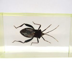 Genuine Modern Insect in Resin Block for Sale #97