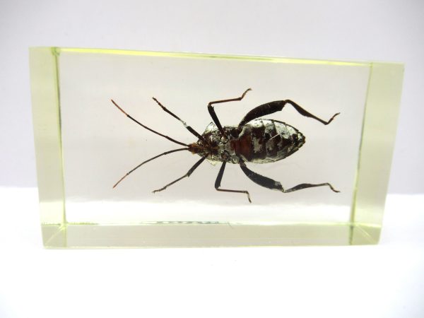 Genuine Modern Insect in Resin Block for Sale #97a