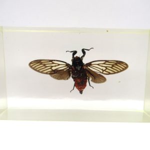 Genuine Modern Insect in Resin Block for Sale #98