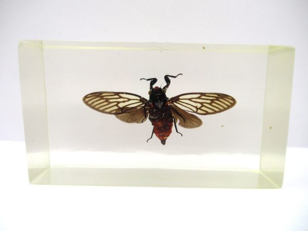 Genuine Modern Insect in Resin Block for Sale #98