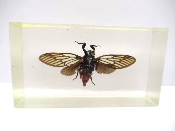 Genuine Modern Insect in Resin Block for Sale #98a