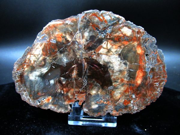 Genuine Triassic Age Large Petrified Wood Slice Fossils for Sale from Madagascar #51