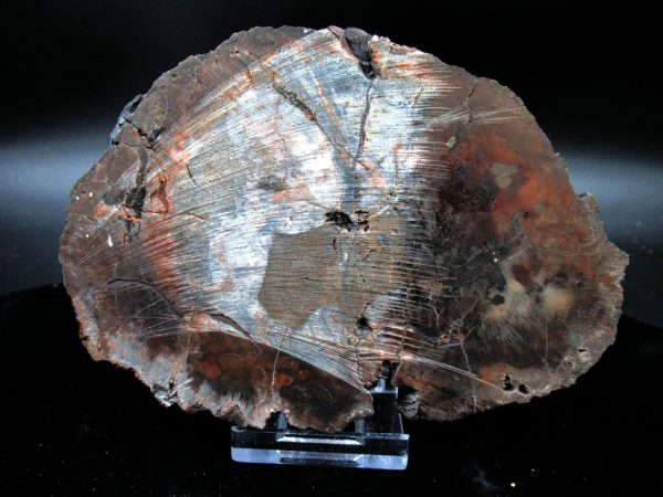 Genuine Triassic Age Large Petrified Wood Slice Fossils for Sale from Madagascar #51a