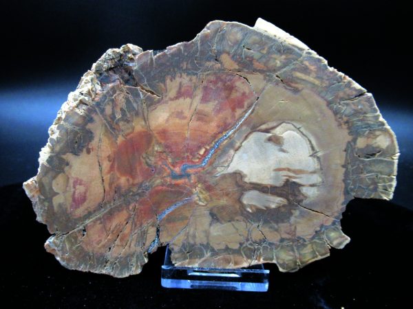 Genuine Triassic Age Large Petrified Wood Slice Fossils for Sale from Madagascar #52a